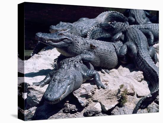 Alligators Bask in the Sun in Louisiana's Bayou Country-null-Premier Image Canvas