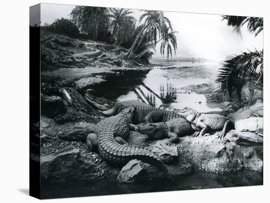 Alligators, in a Panorama Setting, at London Zoo, 1928-Frederick William Bond-Premier Image Canvas