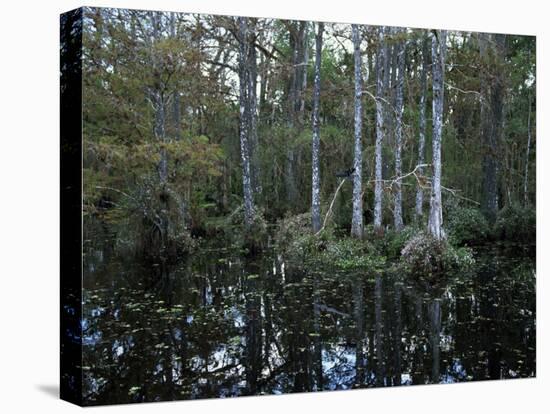 Alligators in Swamp Waters at Babcock Wilderness Ranch Near Fort Myers, Florida, USA-Fraser Hall-Premier Image Canvas