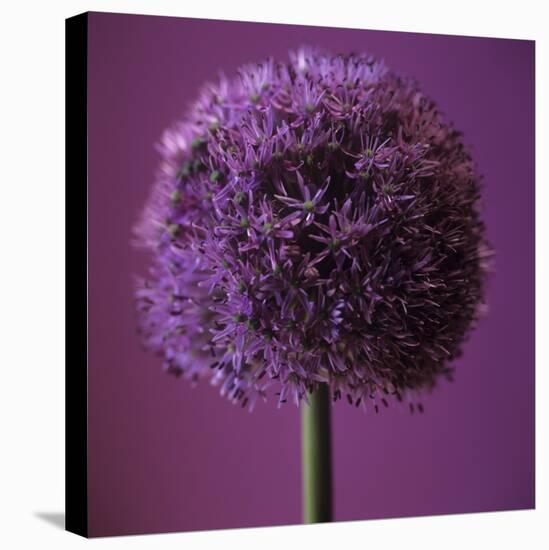 Allium Flower (Allium Sp.)-Cristina-Premier Image Canvas