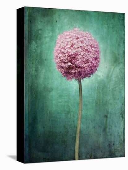 Allium, Flower, Blossom, Still Life, Allium Giganteum, Pink, Turquoise-Axel Killian-Premier Image Canvas