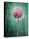 Allium, Flower, Blossom, Still Life, Allium Giganteum, Pink, Turquoise-Axel Killian-Premier Image Canvas