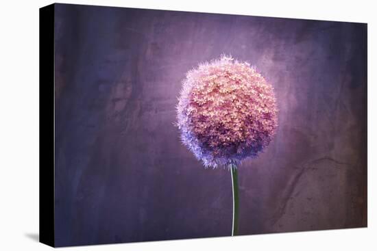 Allium, Flower, Blossom, Still Life, Allium Giganteum, Pink-Axel Killian-Premier Image Canvas