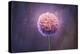 Allium, Flower, Blossom, Still Life, Allium Giganteum, Pink-Axel Killian-Premier Image Canvas