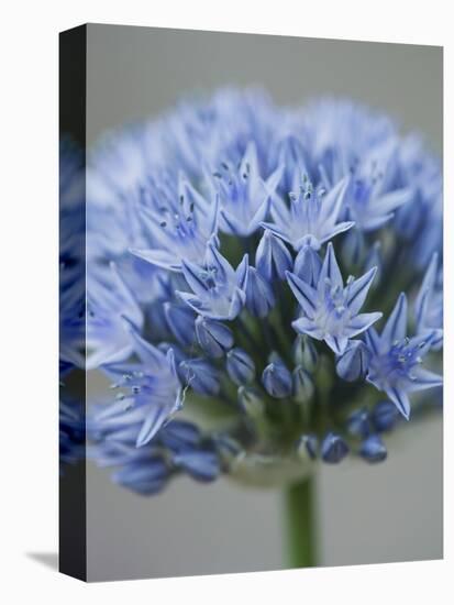 Allium flower-Clive Nichols-Premier Image Canvas