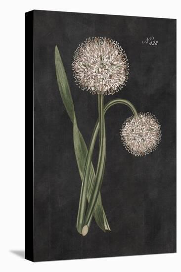Allium II on Black-Wild Apple Portfolio-Stretched Canvas