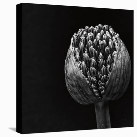 Allium II-null-Premier Image Canvas