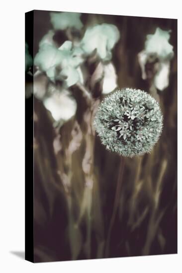 Allium Mint-Mindy Sommers-Premier Image Canvas