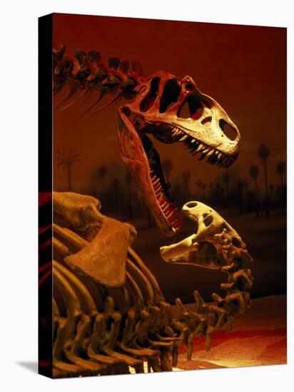 Allosaurus and Camptosaurus, Museum-Mark Gibson-Premier Image Canvas