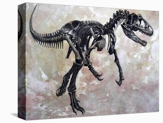 Allosaurus Dinosaur Skeleton-Stocktrek Images-Stretched Canvas