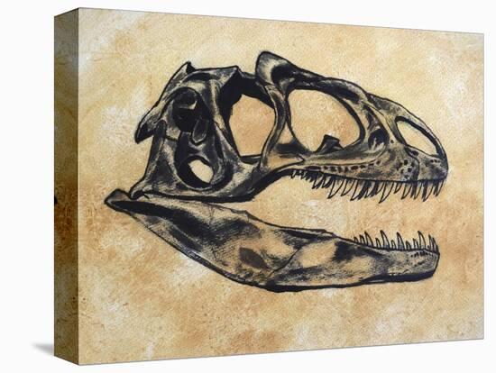 Allosaurus Dinosaur Skull-Stocktrek Images-Stretched Canvas