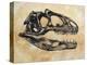 Allosaurus Dinosaur Skull-Stocktrek Images-Stretched Canvas