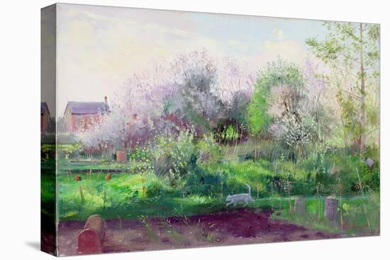 Allotment Stalker, 1991-Timothy Easton-Premier Image Canvas