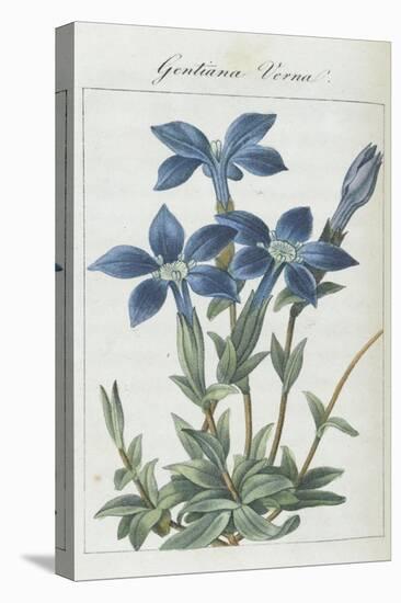 Almanach de Flore : Gentiane Verna-Pancrace Bessa-Premier Image Canvas