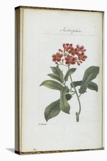Almanach de Flore : Iatrophia-Pancrace Bessa-Premier Image Canvas