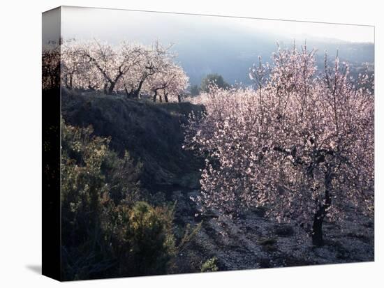 Almond Blossom in Spring, Costa Blanca, Valencia Region, Spain-Tony Waltham-Premier Image Canvas