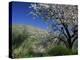 Almond Blossom in Springtime in the Alpujarras, Granada, Andalucia, Spain, Europe-Tomlinson Ruth-Premier Image Canvas
