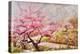 Almond Blossom In The Mountains-Mary Smith-Premier Image Canvas