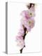 Almond Blossom on a Branch-Kai Stiepel-Premier Image Canvas