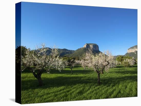 Almond Blossom, Serra De Tramuntana Auf Majorca, Balearics, Spain-Katja Kreder-Premier Image Canvas