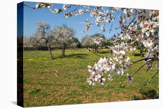 Almond blossom time, Majorca, Balearic Islands, Spain, Europe-Hans-Peter Merten-Premier Image Canvas