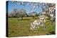 Almond blossom time, Majorca, Balearic Islands, Spain, Europe-Hans-Peter Merten-Premier Image Canvas