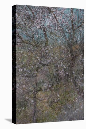 Almond Grove I-Doug Chinnery-Premier Image Canvas