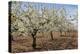 Almond Orchard in Blossom, Puglia, Italy, Europe-Martin-Premier Image Canvas