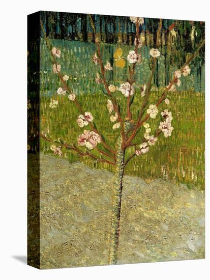 Almond Tree in Blossom, 1888-Vincent van Gogh-Premier Image Canvas