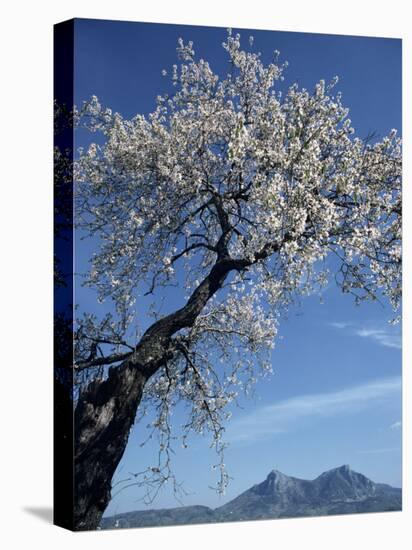 Almond Tree in Spring Blossom, Zahara De La Sierra, Andalucia, Spain, Europe-Tomlinson Ruth-Premier Image Canvas