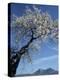 Almond Tree in Spring Blossom, Zahara De La Sierra, Andalucia, Spain, Europe-Tomlinson Ruth-Premier Image Canvas