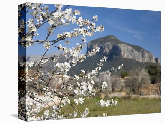 Almond Tree (Prunus Dulcis) in Bloom and the Puig De S'Alcadena Beyond, Alaro, Mallorca, Balearic I-Ruth Tomlinson-Premier Image Canvas