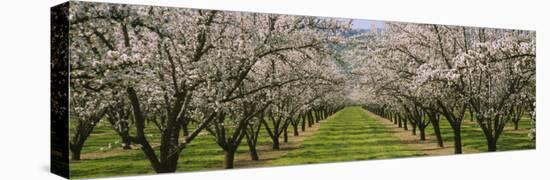 Almond Trees in an Orchard, California, USA-null-Premier Image Canvas