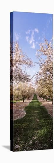 Almond Trees in an Orchard, Central Valley, California, USA-null-Premier Image Canvas