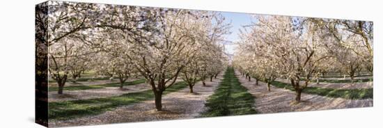 Almond Trees in an Orchard, Central Valley, California, USA-null-Premier Image Canvas