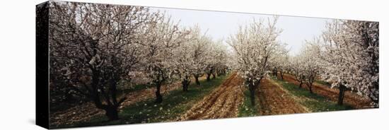 Almond Trees in an Orchard, Syria-null-Premier Image Canvas