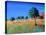 Almond Trees-Paul Powis-Premier Image Canvas