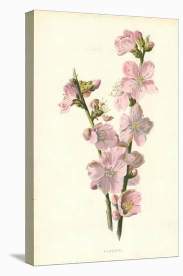 Almond-Frederick Edward Hulme-Premier Image Canvas