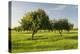 Almonds, Majorca, the Balearic Islands, Spain-Rainer Mirau-Premier Image Canvas