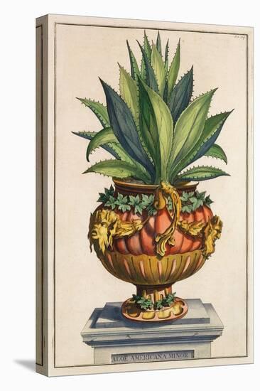 Aloe Americana Minor, from 'Phytographia Curiosa', Published 1702 (Coloured Engraving)-Abraham Munting-Premier Image Canvas