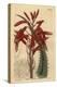 Aloe Humilis (Apple-Green Leaved Aloe, Aloe Virens)-Sydenham Teast Edwards-Premier Image Canvas