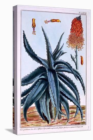 Aloe, Illustration from 'Collection Precieuse Et Enluminee Des Floura', by Pierre Joseph Buchoz,…-Pierre-Joseph Buchoz-Premier Image Canvas