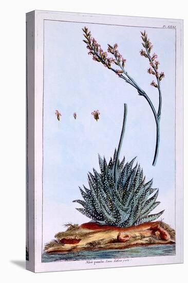 Aloe, Illustration from 'Collection Precieuse Et Enluminee Des Floura', by Pierre Joseph Buchoz,…-Pierre-Joseph Buchoz-Premier Image Canvas