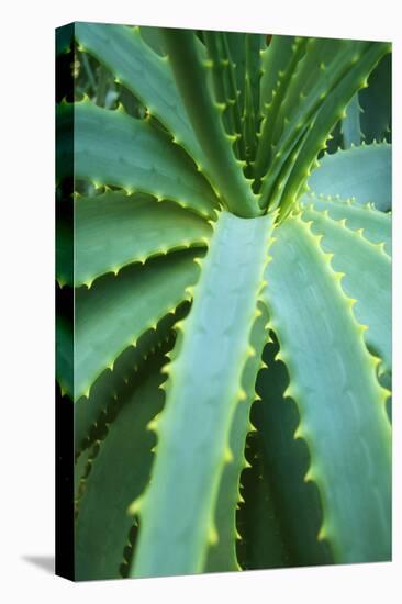 Aloe Plant September-null-Premier Image Canvas