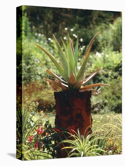 Aloe Vera Plant-Vaughan Fleming-Premier Image Canvas