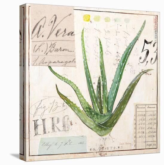 Aloe Vera…Sketchbook-Angela Staehling-Stretched Canvas