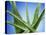 Aloe Vera-Christian Schuster-Premier Image Canvas