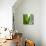 Aloe Vera-Alexander Feig-Premier Image Canvas displayed on a wall