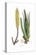 Aloe vulgaris, Flora Graeca-Ferdinand Bauer-Premier Image Canvas