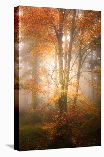 Alone in the Fog-Philippe Sainte-Laudy-Premier Image Canvas